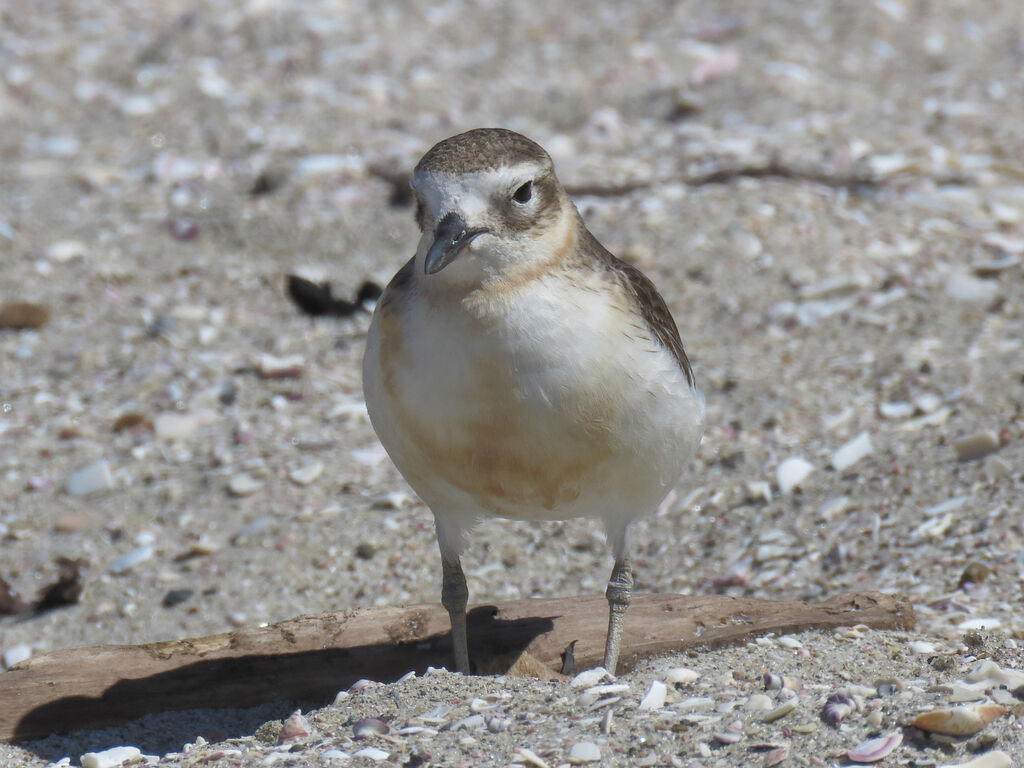 New Zealand Plover