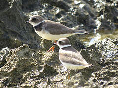 Semipalmated Plover