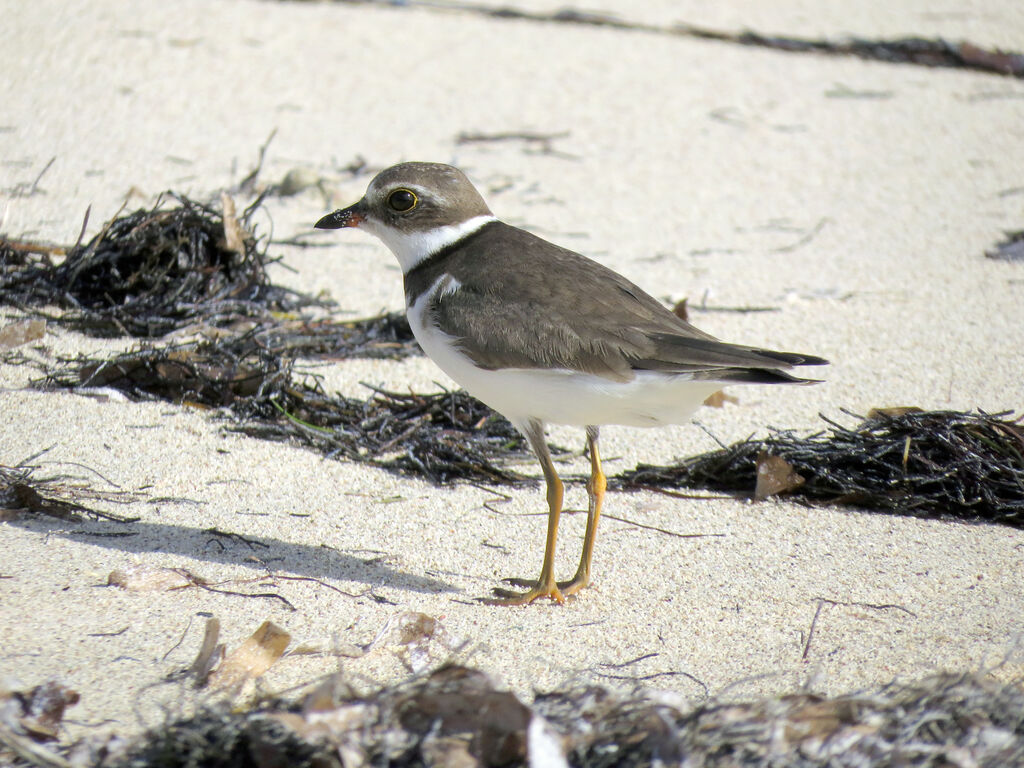 Semipalmated Plover