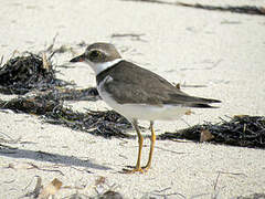 Semipalmated Plover