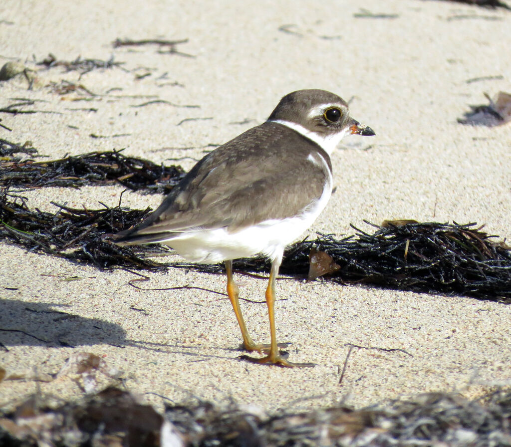 Semipalmated Plover