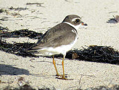 Semipalmated Plover