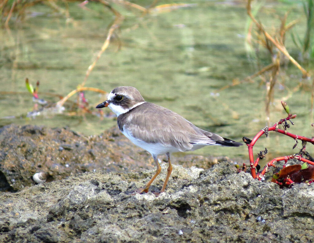 Semipalmated Plover