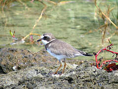 Semipalmated Plover