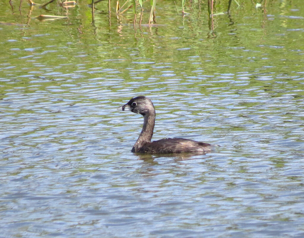 Pied-billed Grebe