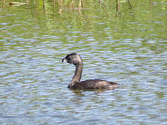 Pied-billed Grebe