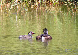 Pied-billed Grebe