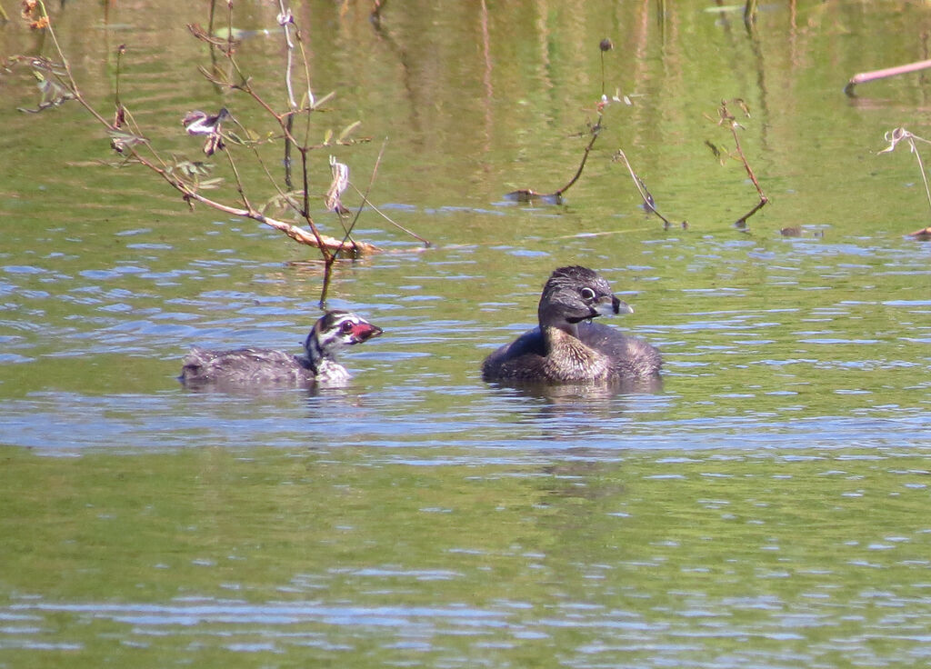 Pied-billed Grebe