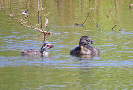 Pied-billed Grebe