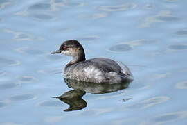 Black-necked Grebe