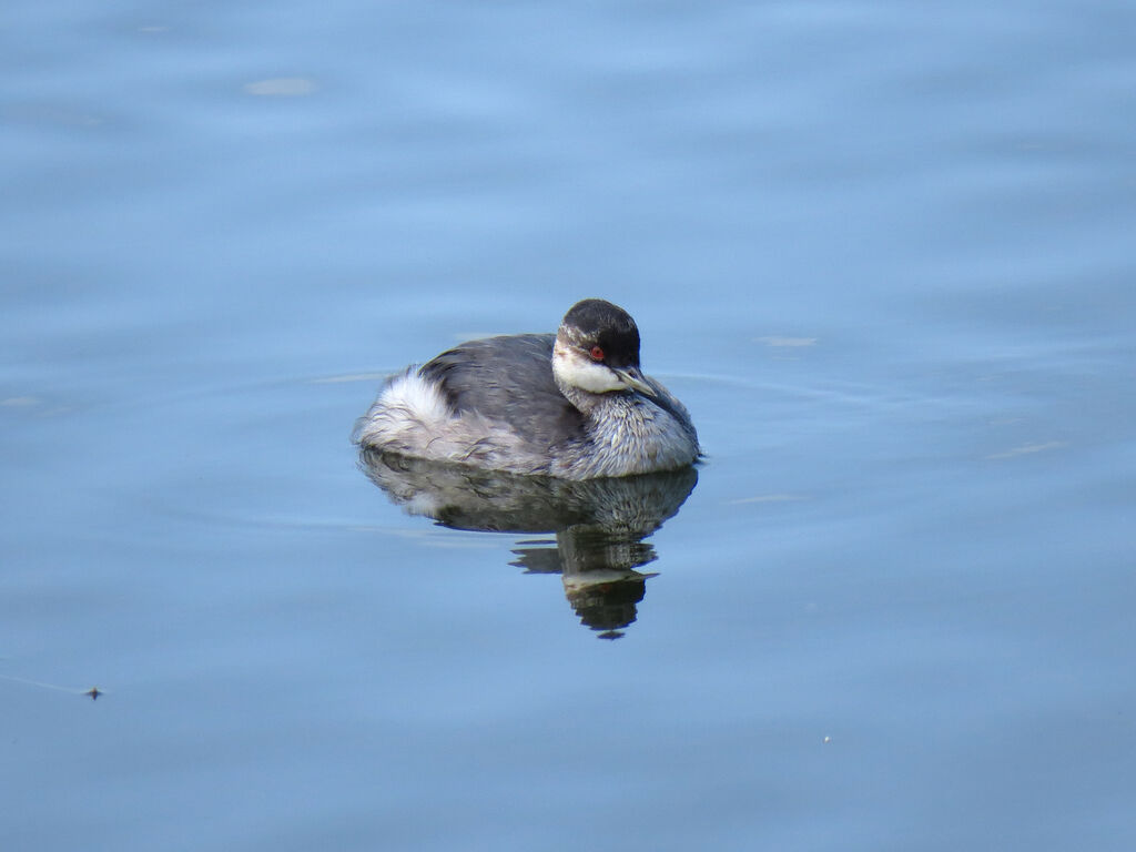 Black-necked Grebe