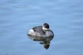 Black-necked Grebe