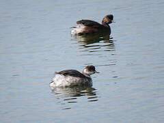 Black-necked Grebe