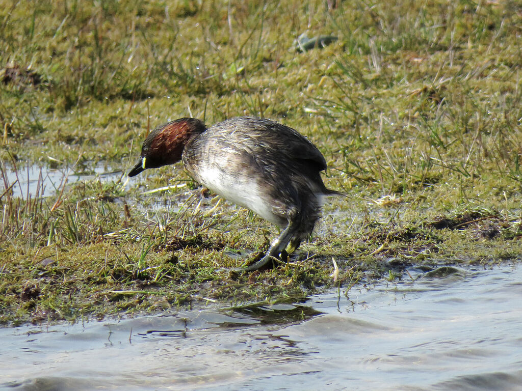 Little Grebe