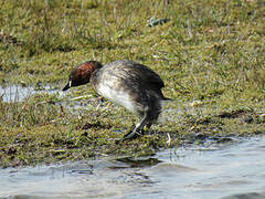 Little Grebe