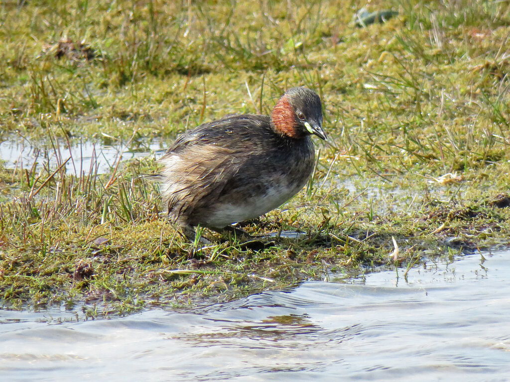 Little Grebe