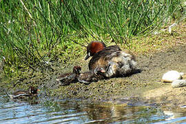 Little Grebe