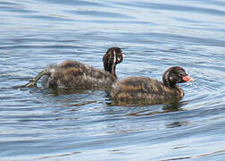 Little Grebe