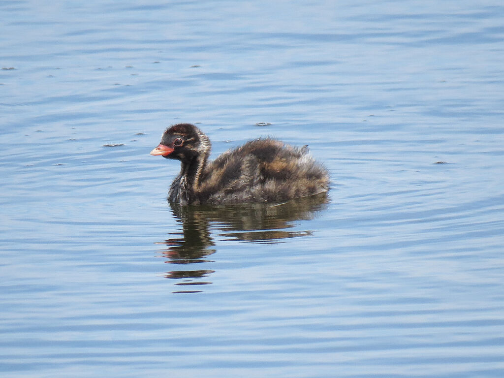 Little Grebejuvenile