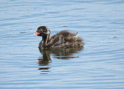 Little Grebe