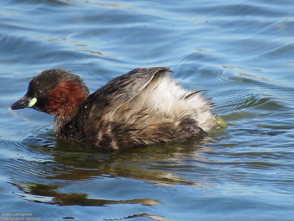 Little Grebe