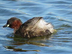 Little Grebe