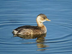 Little Grebe