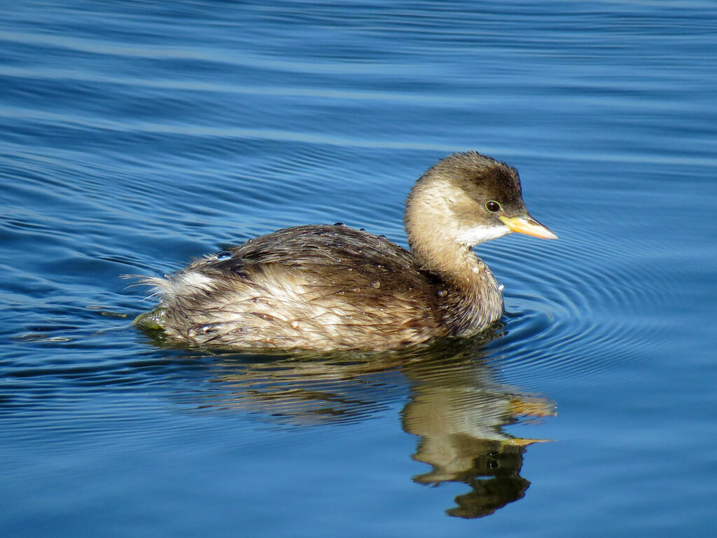 Little Grebe