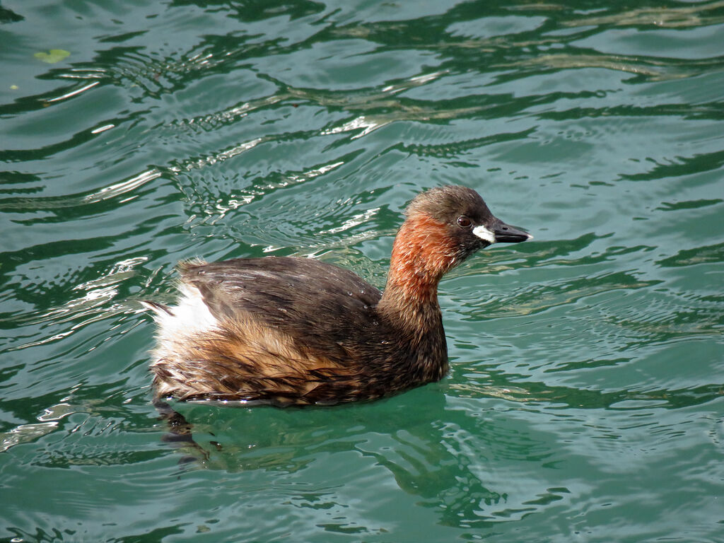 Little Grebe