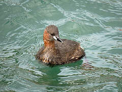 Little Grebe