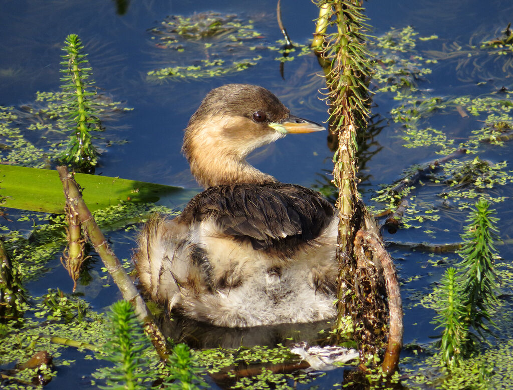 Little Grebe