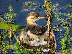 Little Grebe