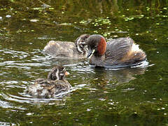 Little Grebe