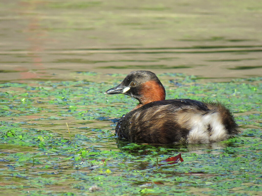 Little Grebe