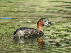 Little Grebe