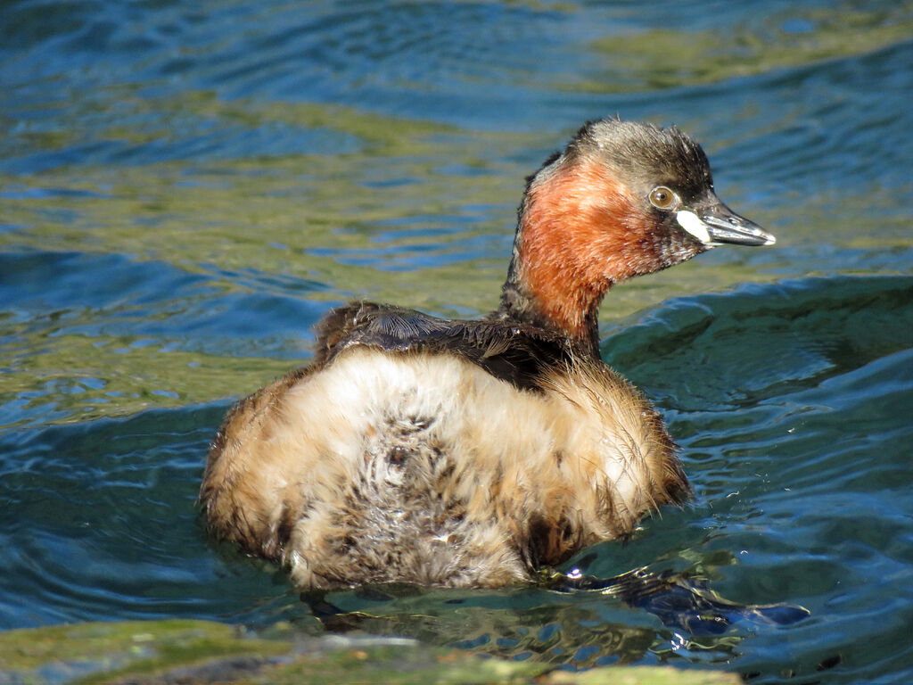 Little Grebe