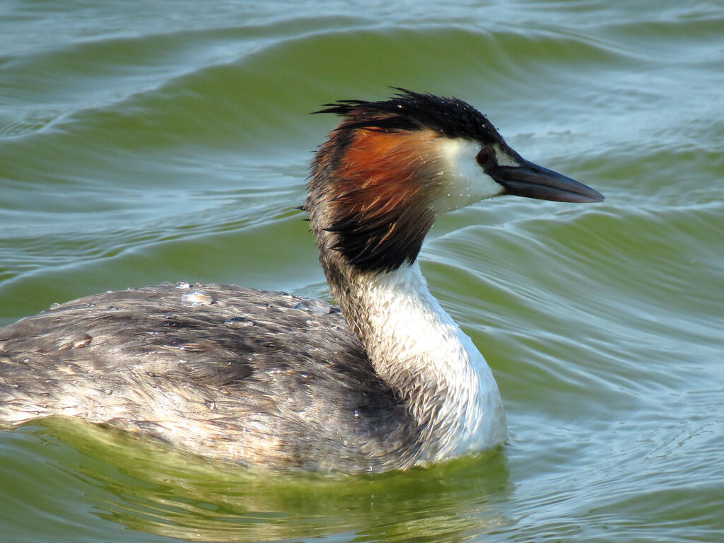 Great Crested Grebe