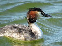 Great Crested Grebe