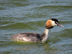 Great Crested Grebe