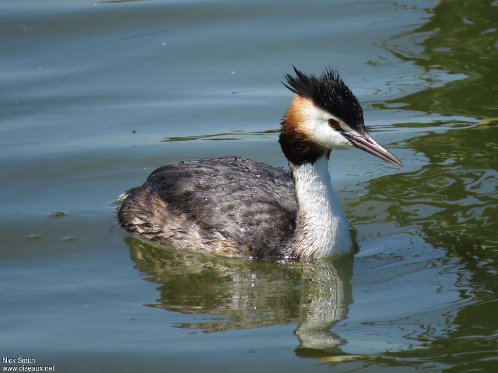 Great Crested Grebeadult breeding, identification