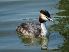 Great Crested Grebe