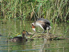 Great Crested Grebe