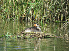 Great Crested Grebe