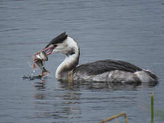 Great Crested Grebe