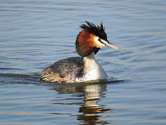 Great Crested Grebe