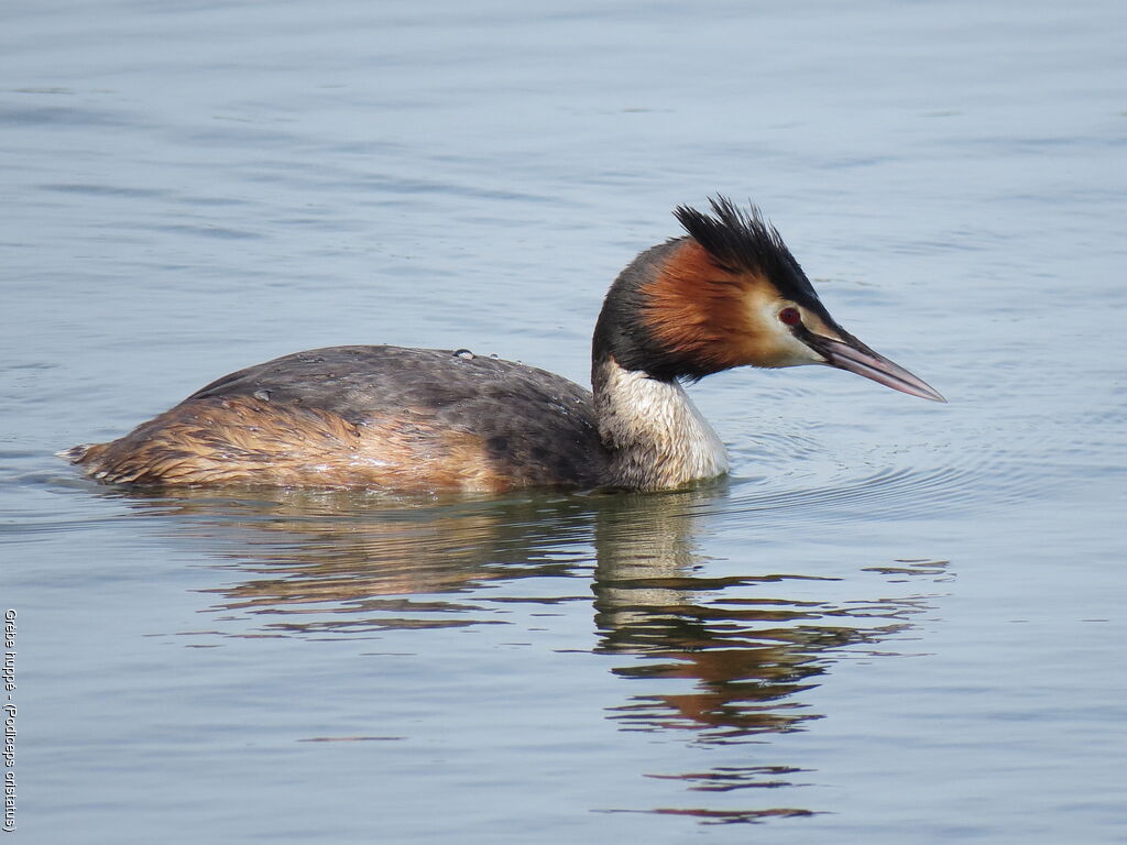 Great Crested Grebe