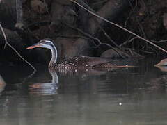 African Finfoot