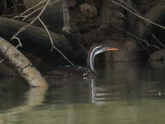 African Finfoot