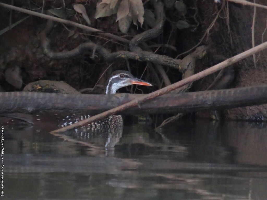 African Finfoot