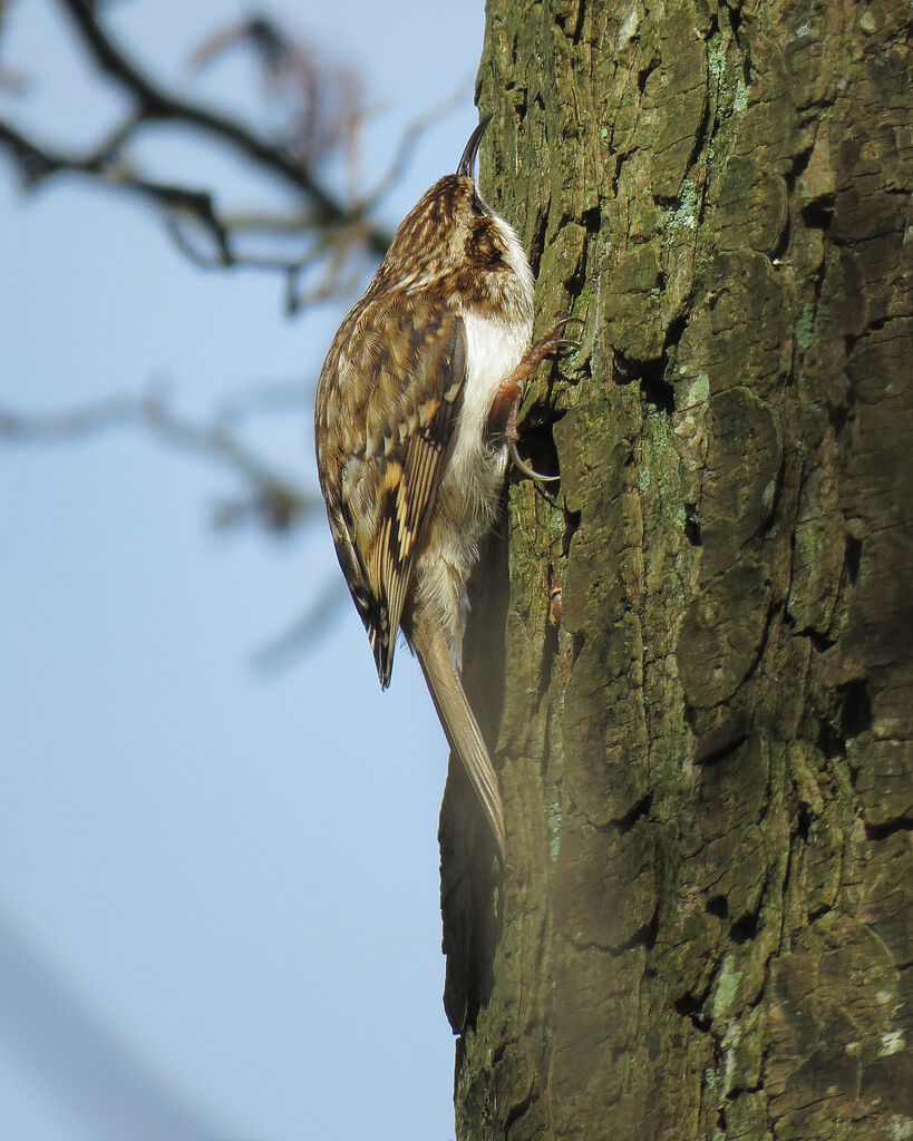 Eurasian Treecreeper